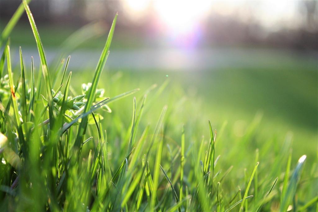grass-in-sun