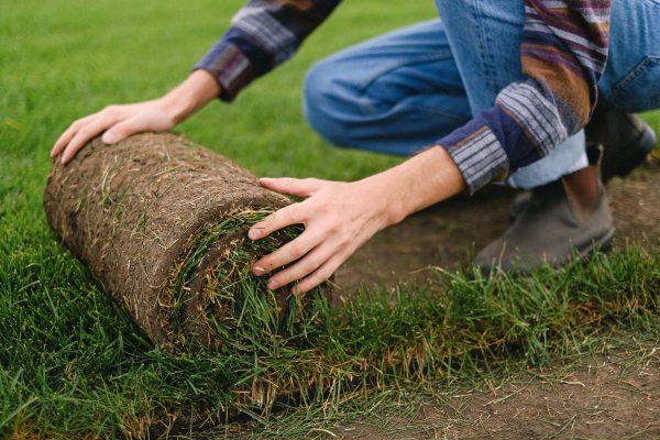 lawn turf laying