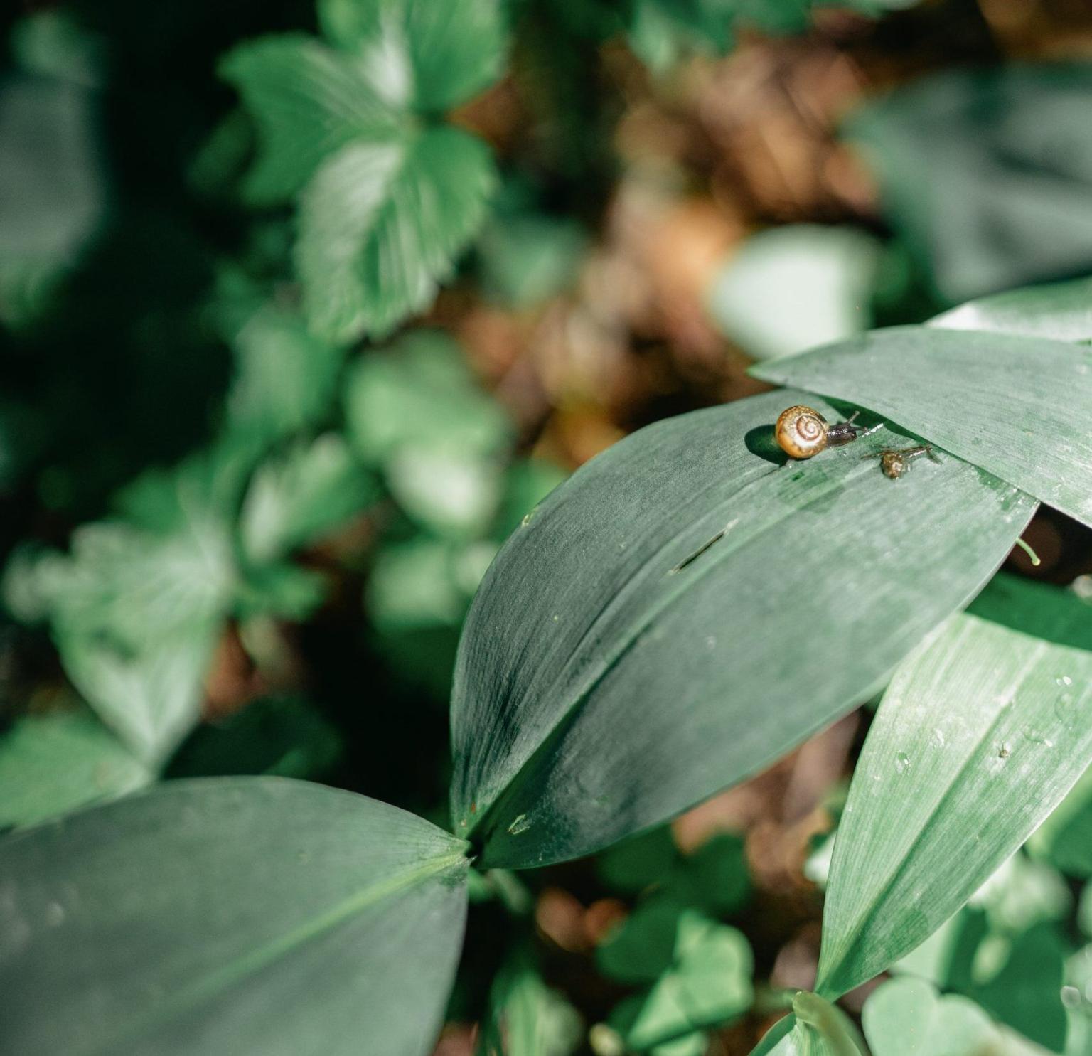 snail-on-leaf