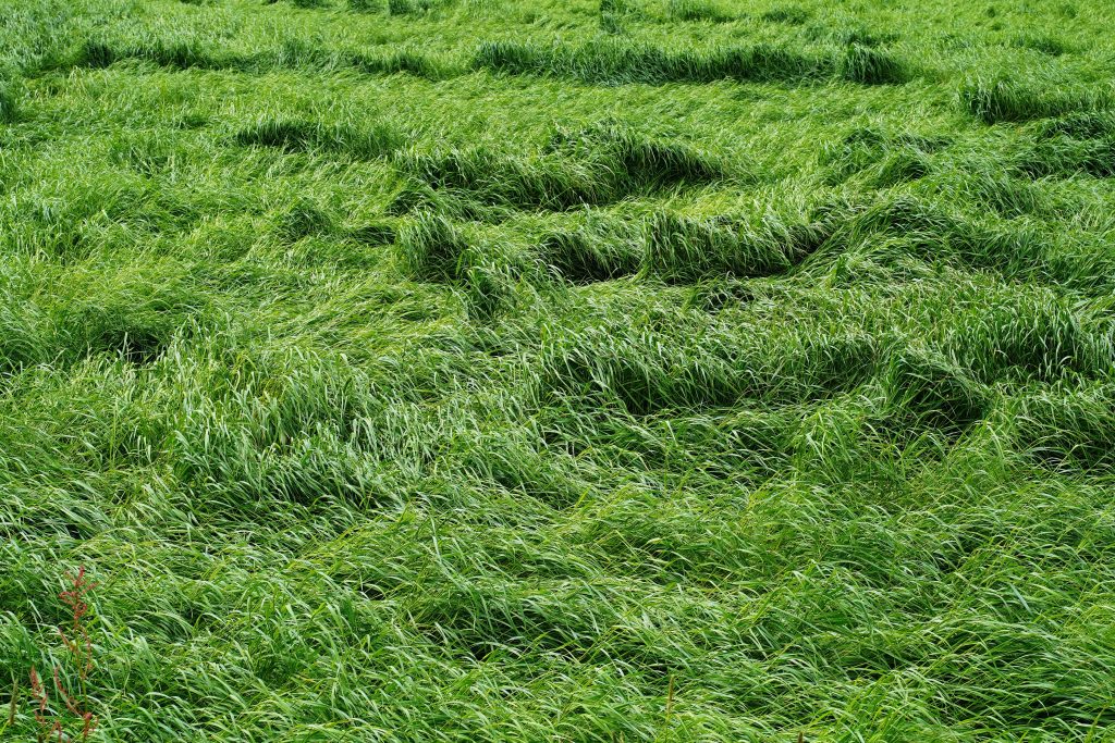 thatch-in-lawn