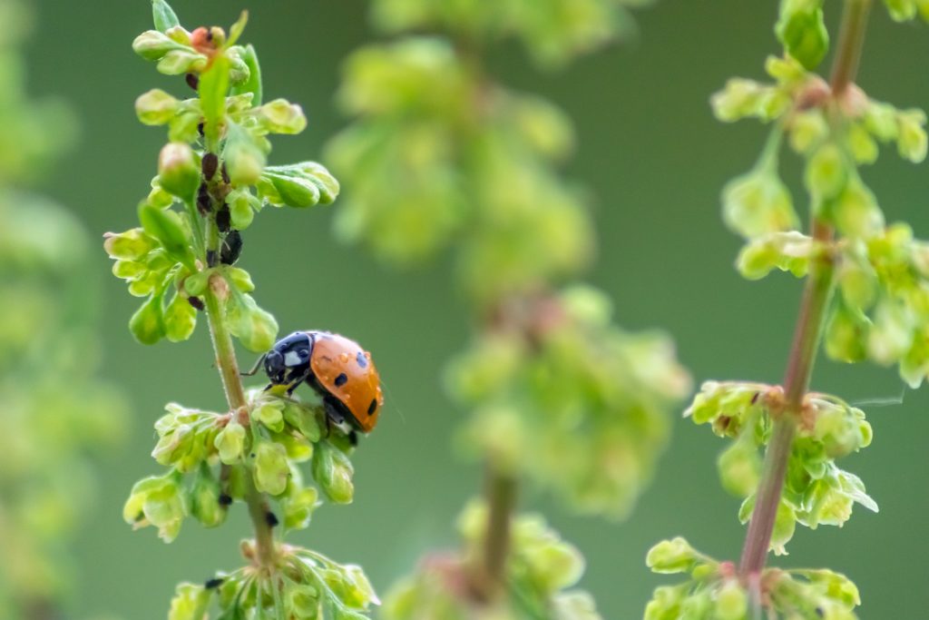 lady bug
