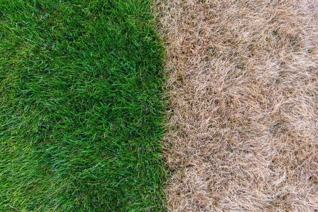 lawn dry patches