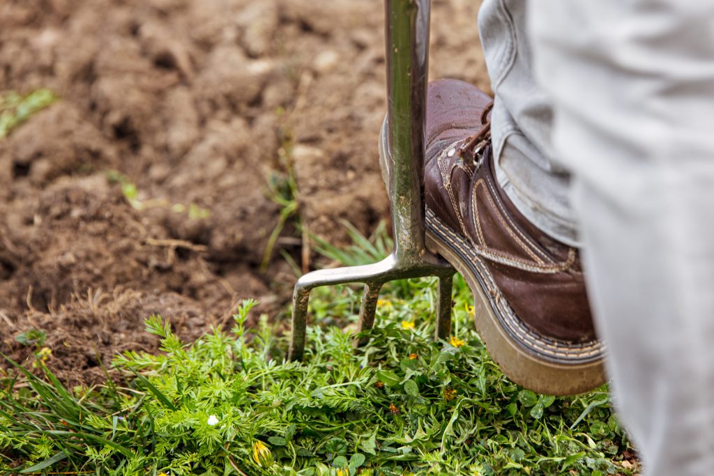 aerate lawn with garden fork