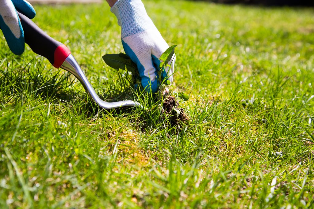 removing weeds