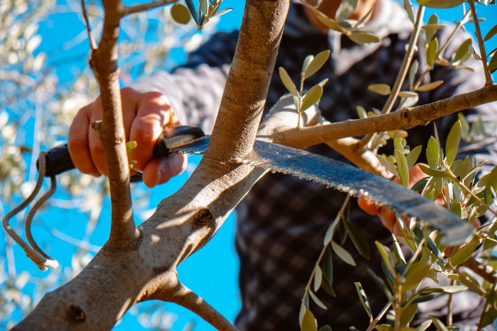 cutting-tree-branch