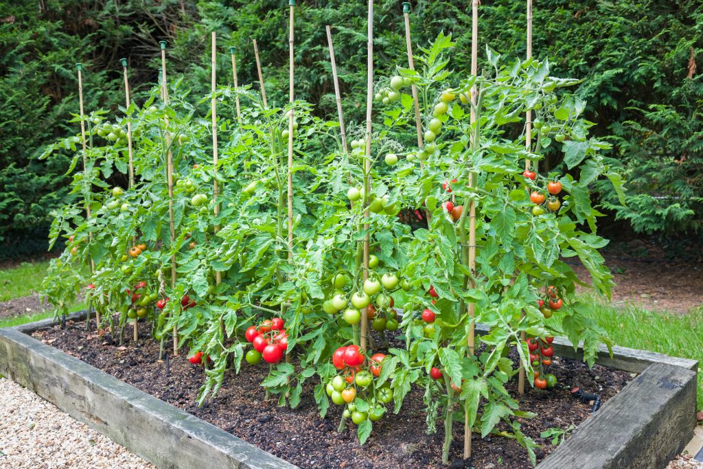 growing-tomatos