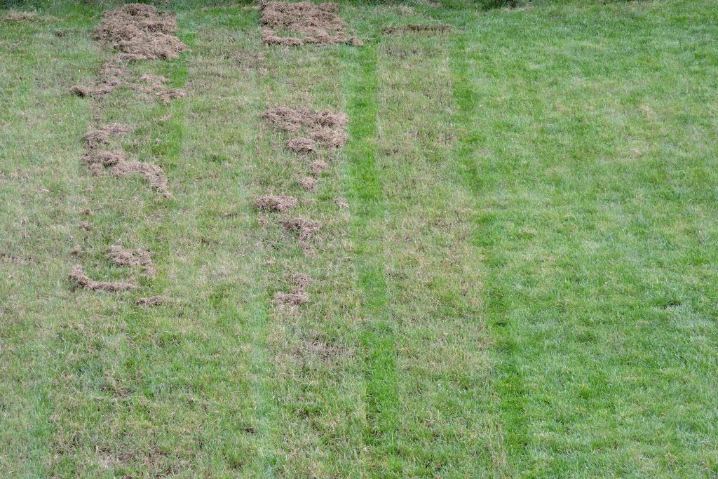 lawn-thatch