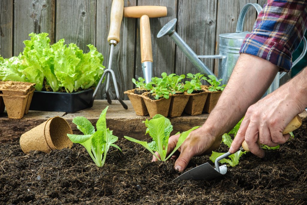 planting-lettuce-rotating-crops