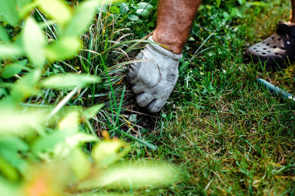 pulling-moss-by-hand