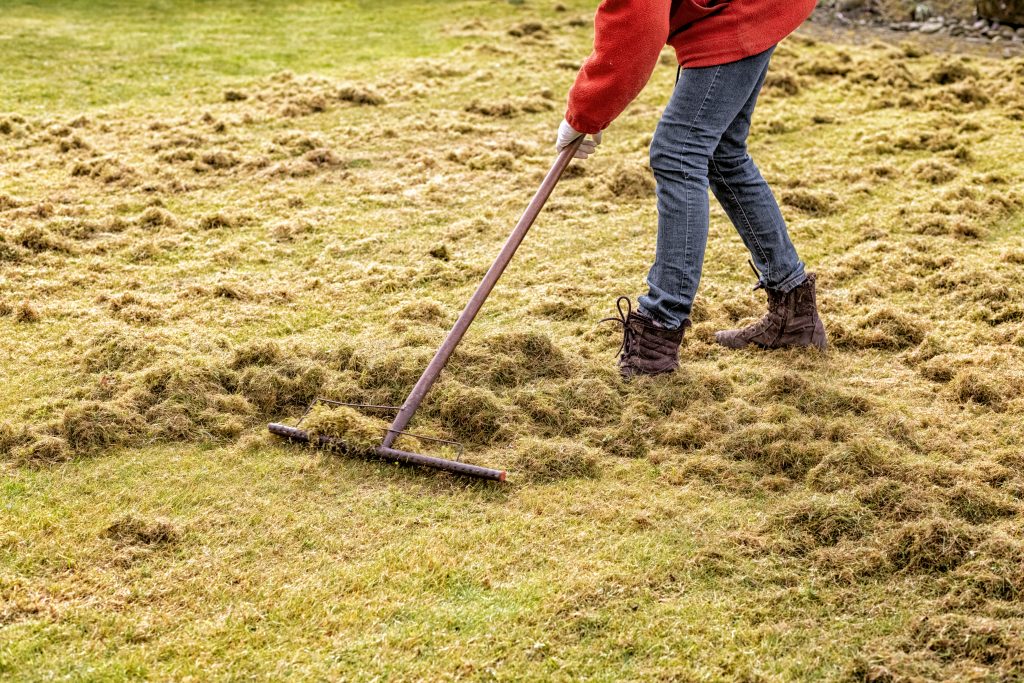 dethatching-raking-up-thatch-leaves