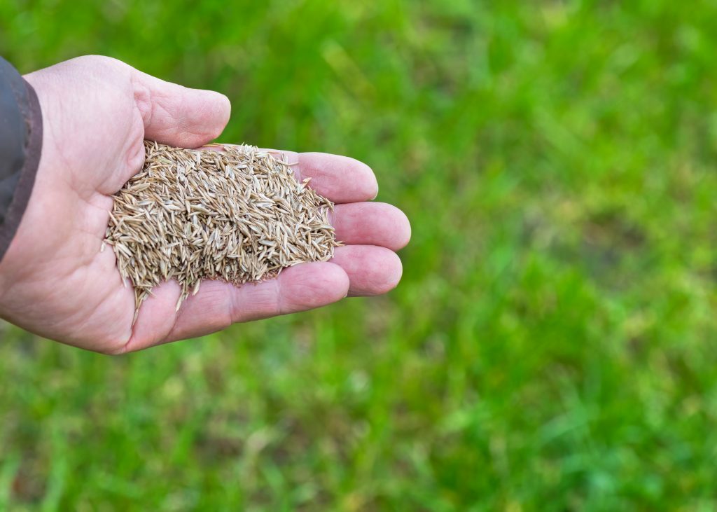 overseeding-lawn-turf